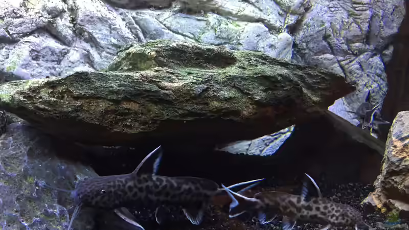 Synodontis petricola von Aqua-Jonas (9)