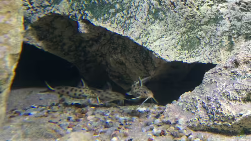 Synodontis petricola von Branjo (36)