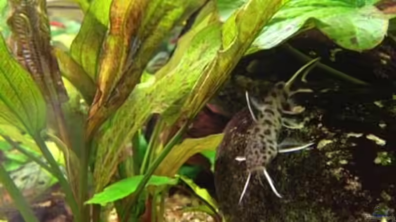 Synodontis petricola von FAT (10)