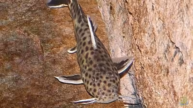 Synodontis petricola von Georg Botz (29)