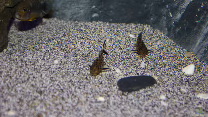 Synodontis Petricola von Jürgen Hubral (60)