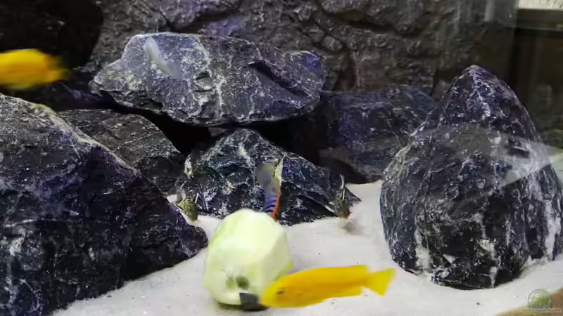 Synodontis Petricola von Max V. (19)