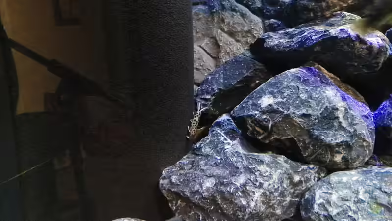 Synodontis Petricola von Max V. (27)