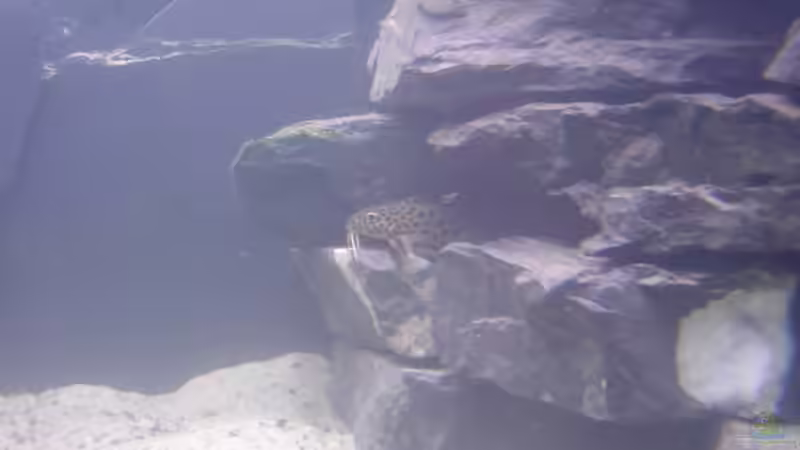 Synodontis petricola von Michael Brunner (15)