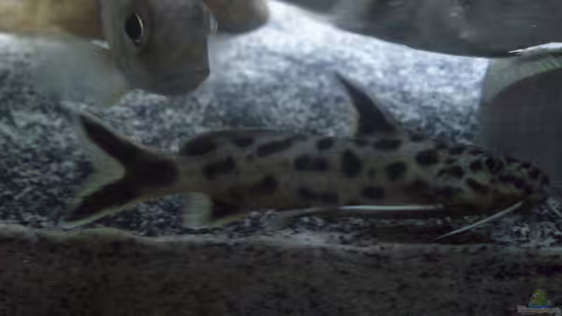 Synodontis petricola von Noah (33)