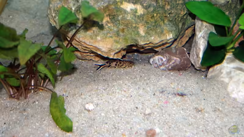 Synodontis Petricola von Rainer Hoffmann (6)
