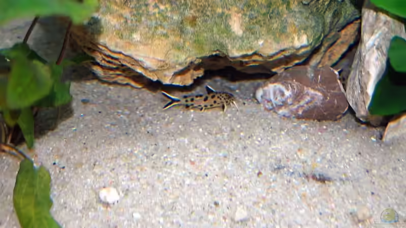 Synodontis Petricola von Rainer Hoffmann (7)