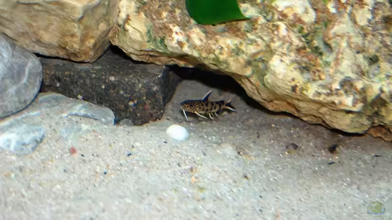 Synodontis Petricola von Rainer Hoffmann (8)