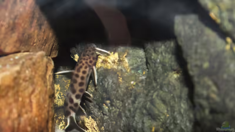 Synodontis Petricola von Slay (12)