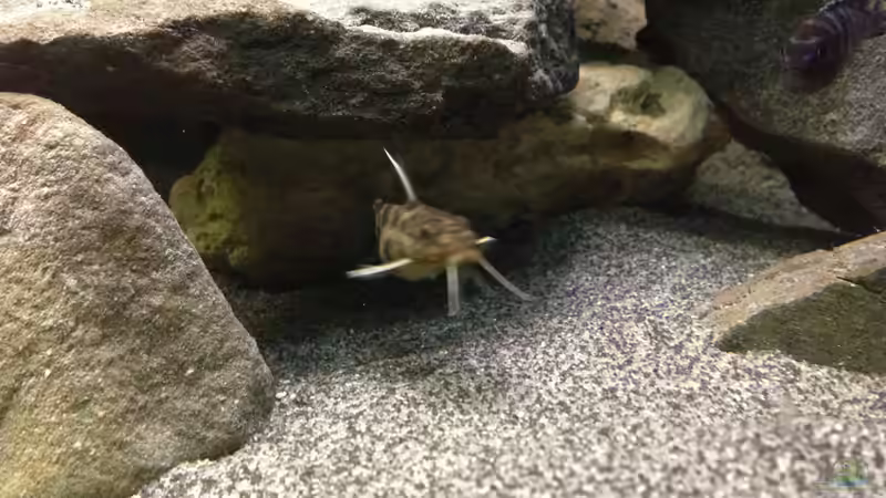 Aquarien mit Synodontis petricola