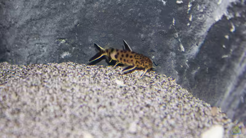 Aquarien mit Synodontis-Arten (Fiederbartwelse)