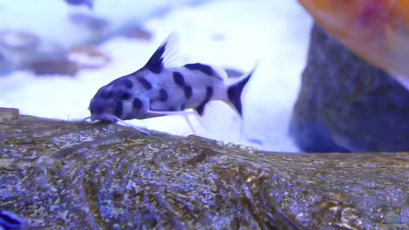 Synodontis polli white von Babs (5)