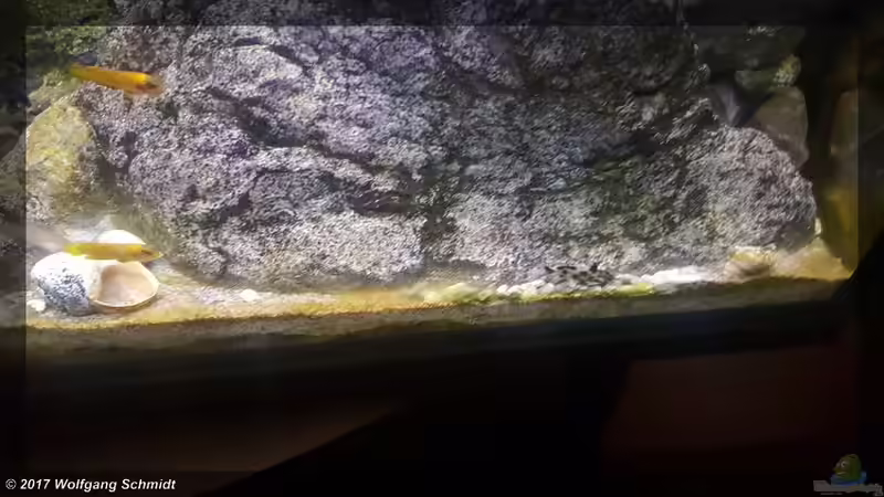 Synodontis polli white von Bämbel (25)