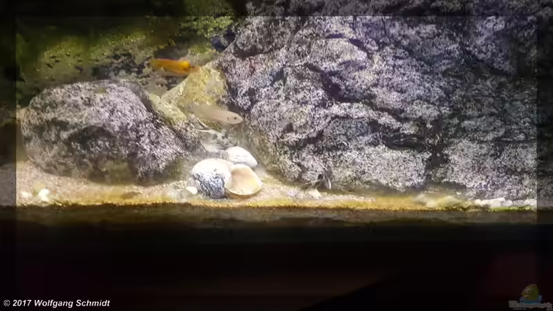 Aquarien mit Synodontis polli