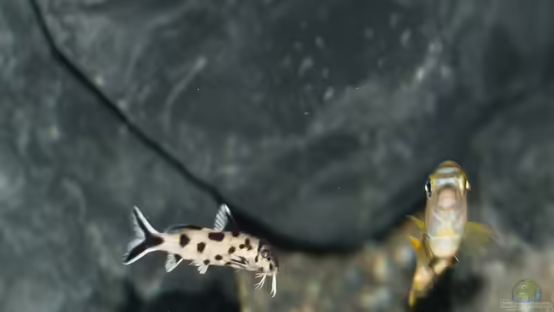 Aquarien mit Synodontis polli