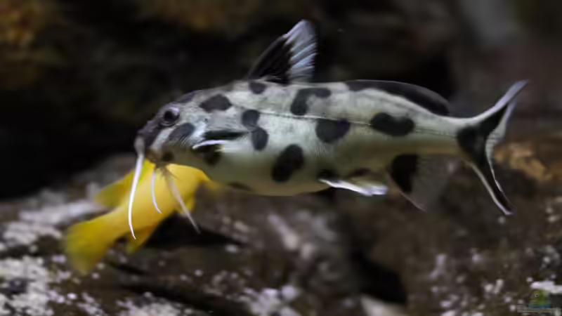 Synodontis PWZ female von Björn (Slavi) (23)