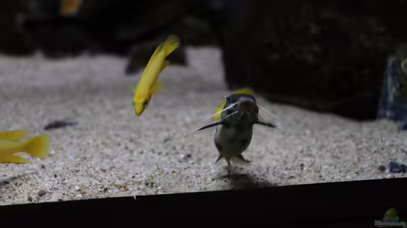 Synodontis PWZ female von Björn (Slavi) (24)