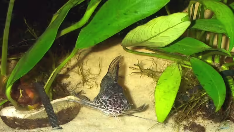 Synodontis schoutedeni von Misanthrop (15)