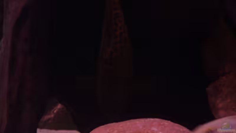 Synodontis shoutedeni von Dr. Manhattan (41)