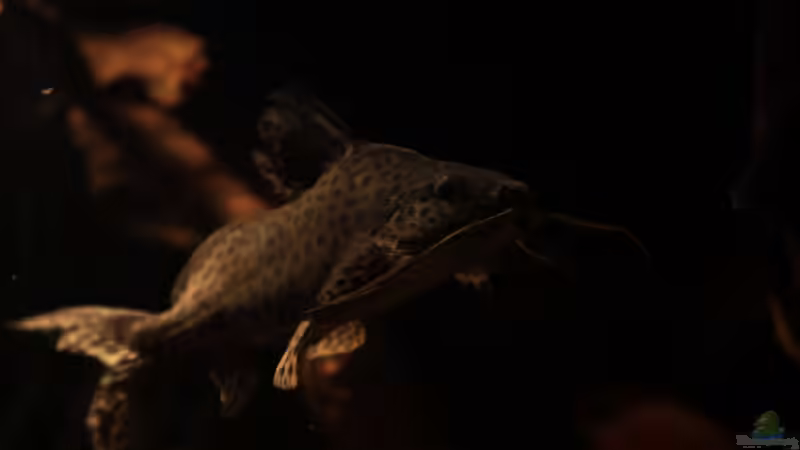 Synodontis sp. von Stanislav Kislyuk (27)