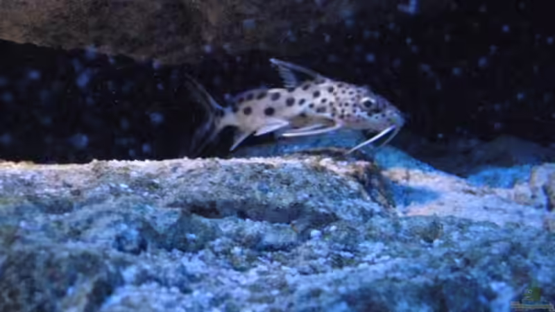 Synodontis von Simmal (32)