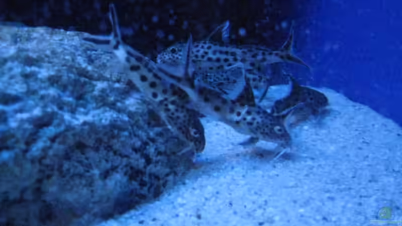 Synodontis von Simmal (33)