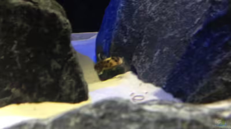 synodontis (wenn sie mal anhalten würden für ein Foto) von Lynex (37)