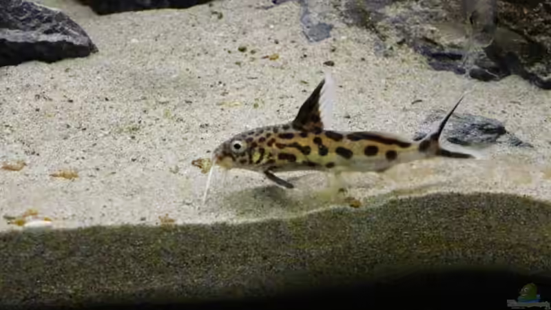 Synodotis multipunctatus von Zigermandli (24)