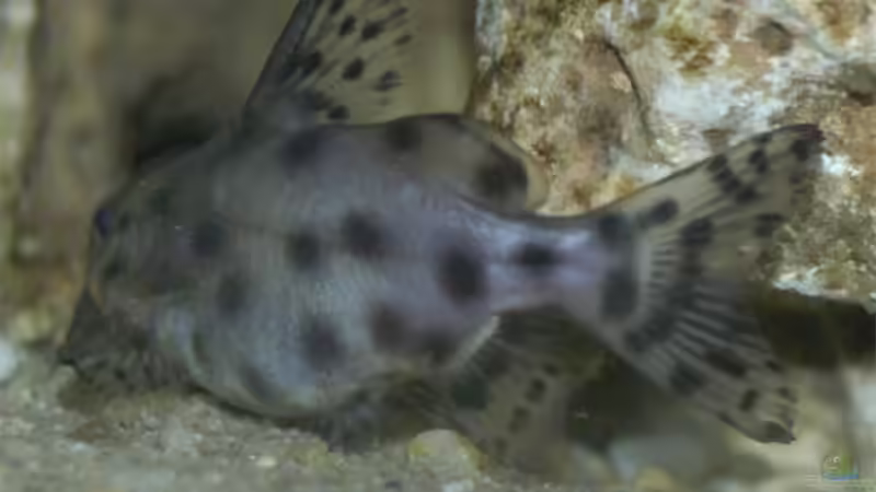 Synondontis Njassae von Gerhard Schrenk (22)