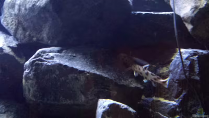 Synondontis Petricola von redieh (29)