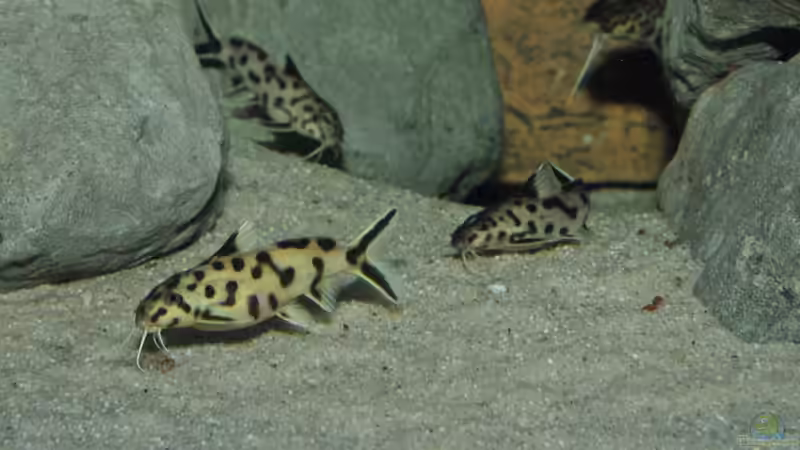 synos von Lars Schnabel (30)