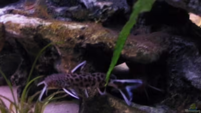 Synotontis petricola von Andreas&Andrea Wielpütz (5)