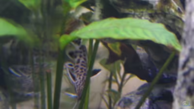 Synotontis petricola von Andreas&Andrea Wielpütz (6)