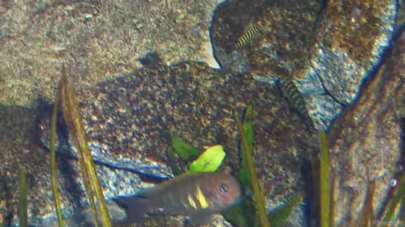 T. brichardi Mkinga ´Alt und Jung´ von Robert Bröhl (10)