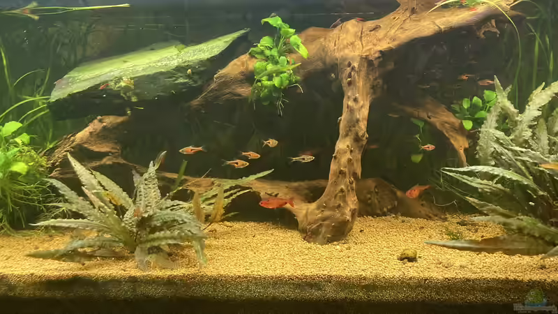 T. espei/ H.eques von Fischfan11 (9)