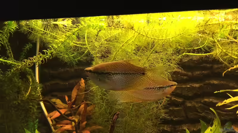 T. leeri Paar von Mesmerize (13)