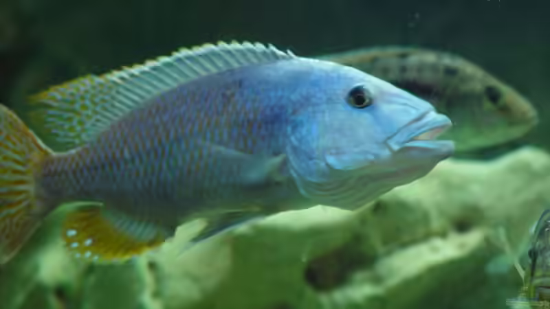 T. nigriventer von Thomas Knecht (14)