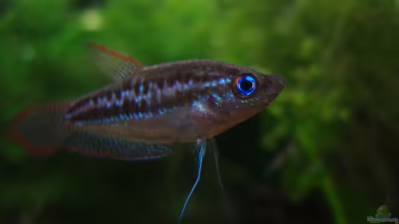 T. pumila von aetti (13)