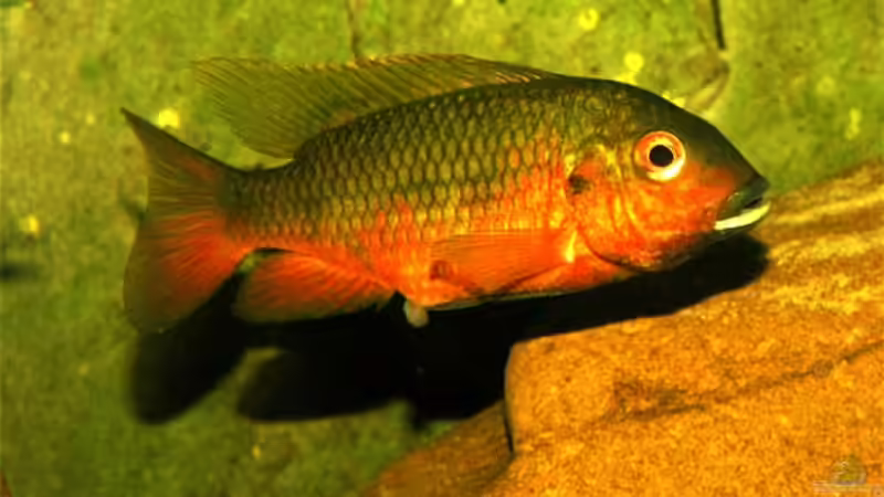 T. snyderae, Weibchen beim Ablaichen  von Volker Hebestreit (16)