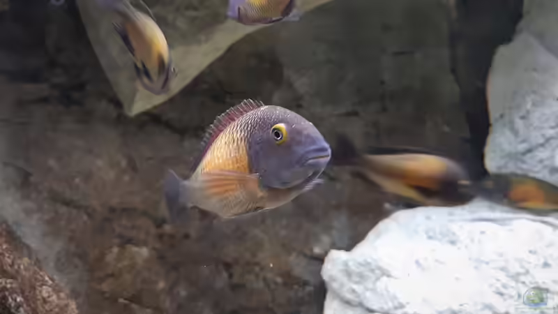 T.Kasakalawe von A. Schmidt (18)