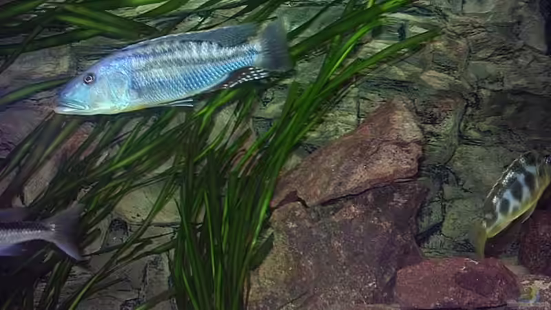 T.maculiceps von Jürgen Herb (7)