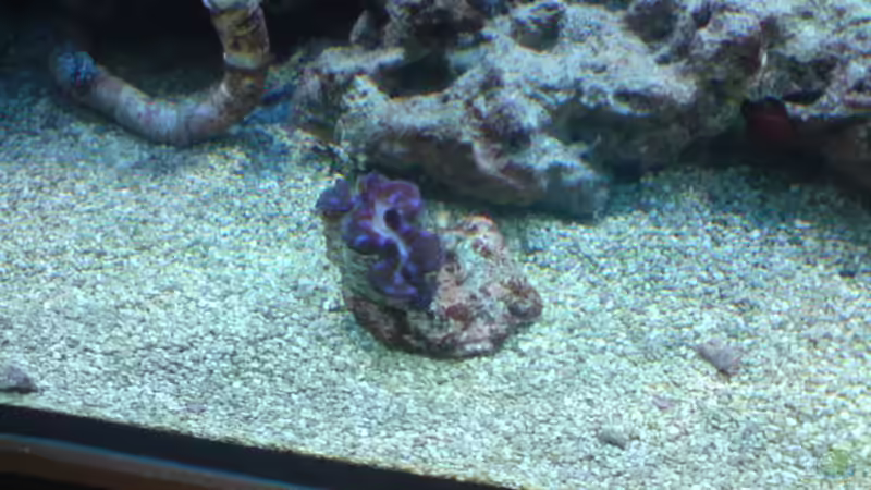 t.maxima von Daniel Reichl (13)