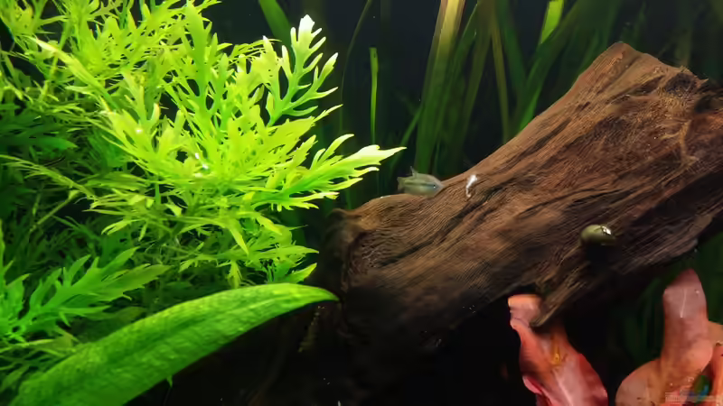 T.pumila female von Anna-RS (21)