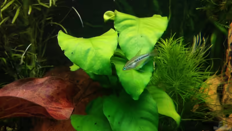 T.pumila male von Anna-RS (23)