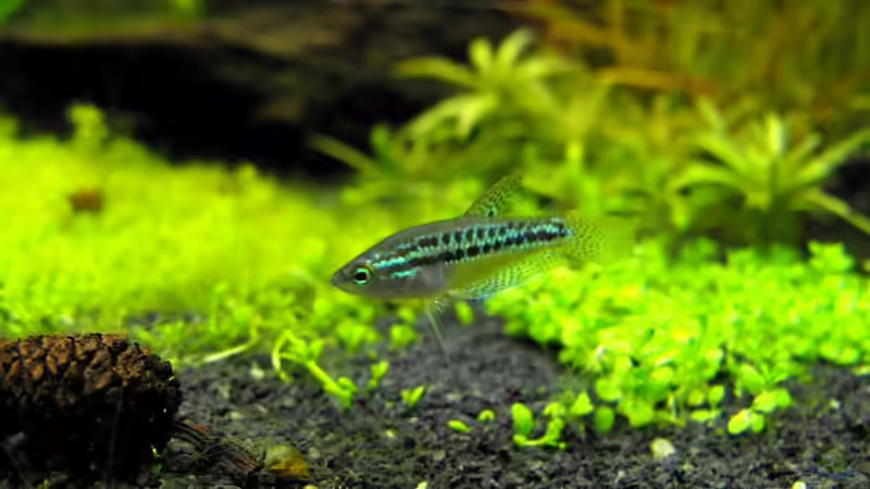 T.pumila von -serok- (18)