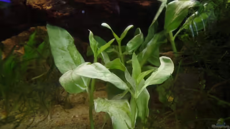 Tabakpflanze von raubsau (107)