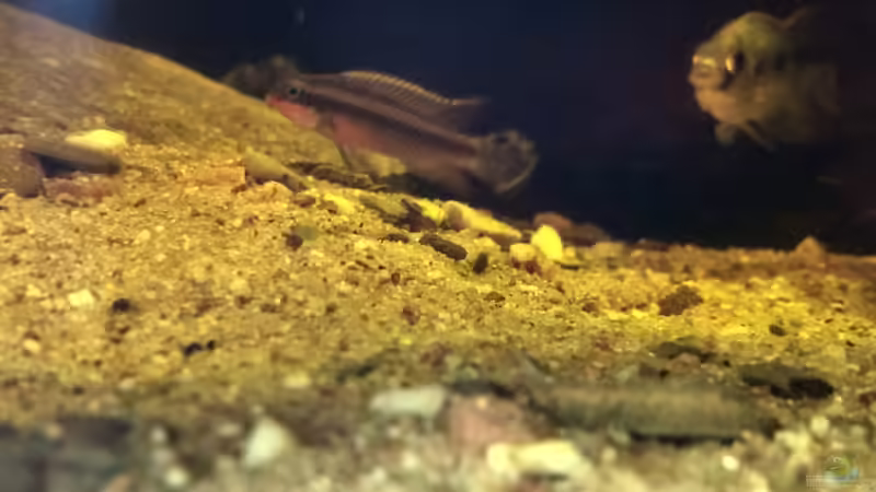 taeniatus und thomasi von Tiburón (49)