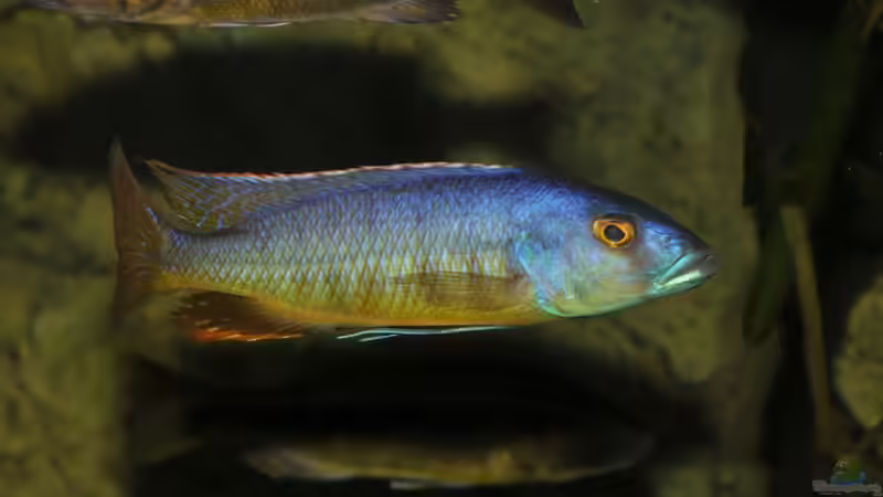 Einrichtungsbeispiele für Taeniochromis holotaenia