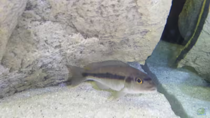 Einrichtungsbeispiele für Taeniochromis holotaenia