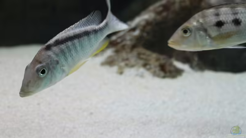 Taeniolethrinops furcicauda von Dynnarts (39)